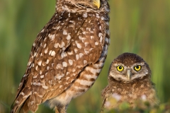 Burrowing Owls On Watch