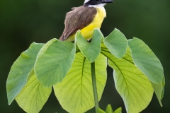 A great kiskadee perched on the top of a cecropia tree