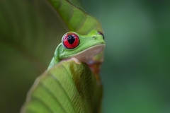 A red-eyed tree frog peeking out from a cecropia leaf