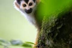 A squirrel monkey peeking around a tree