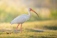 White Ibis in the early morning light backlit