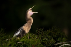 Anhinga eating a fish, the wrong way