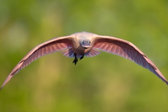 Spoonbill flying directly at the camera
