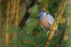 Boat billed heron on bamboo