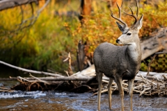 Mule deer in a fall creek