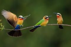 white-fronted bee eaters on a branch with one coming in
