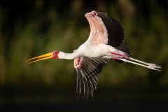 A yellow billed stork flaying and calling