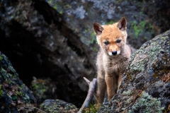 Coyote Pup