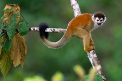 A squirrel monkey hangs over the jungle