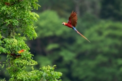 A scarlet macaw getting ready to land in the rainforest