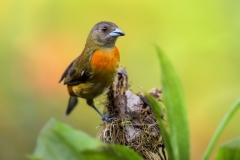 Female Red-Rumped Tanager