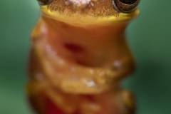 hourglass tree frog