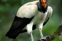 King Vulture