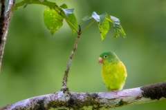Parakeet under a leaf umbrella
