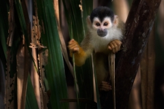 A squirrel monkey peeking through the vegatation