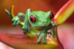 Red-Eye Tree Frog In A Flower