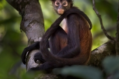 Spider Monkey Sitting