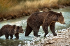 Griz Crossing