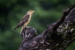 Yellow-headed cara cara in the rain